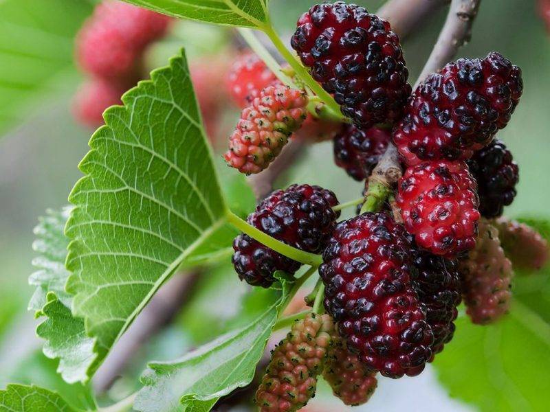 Шелковица купить саженцы из питомнике в Новоалтайске