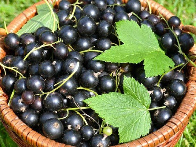 Смородина купить саженцы из питомника в Новоалтайске