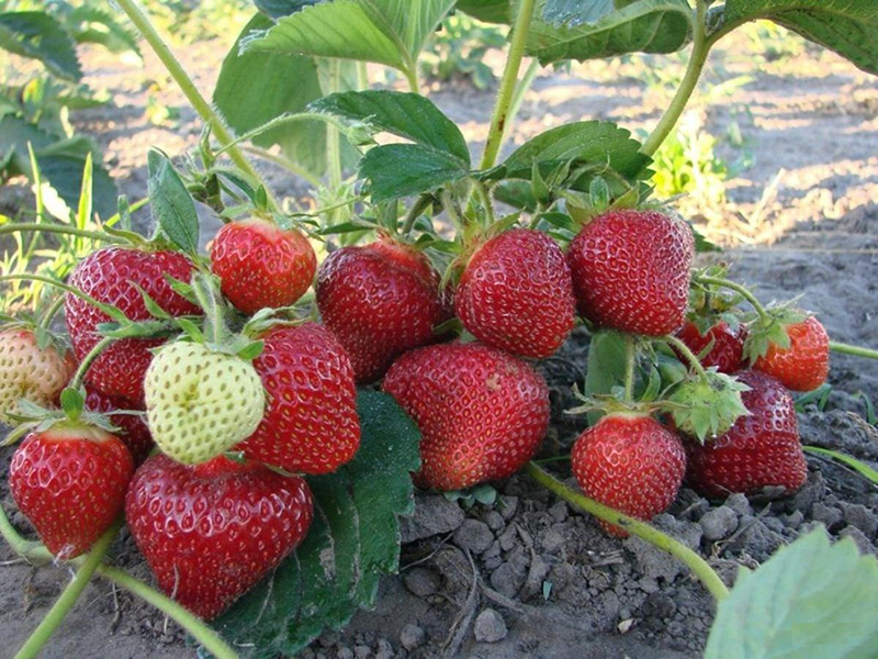 Клубника купить саженцы из питомника в Новоалтайске