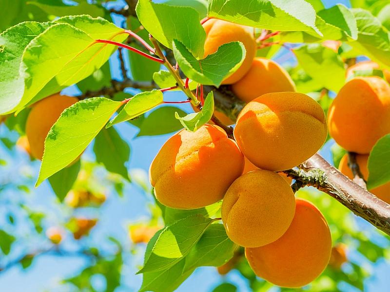 Абрикос купить саженцы из питомнике в Новоалтайске