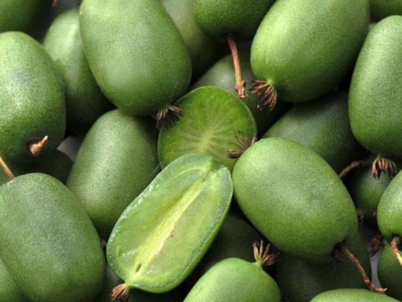 Актинидия купить саженцы из питомнике в Новоалтайске