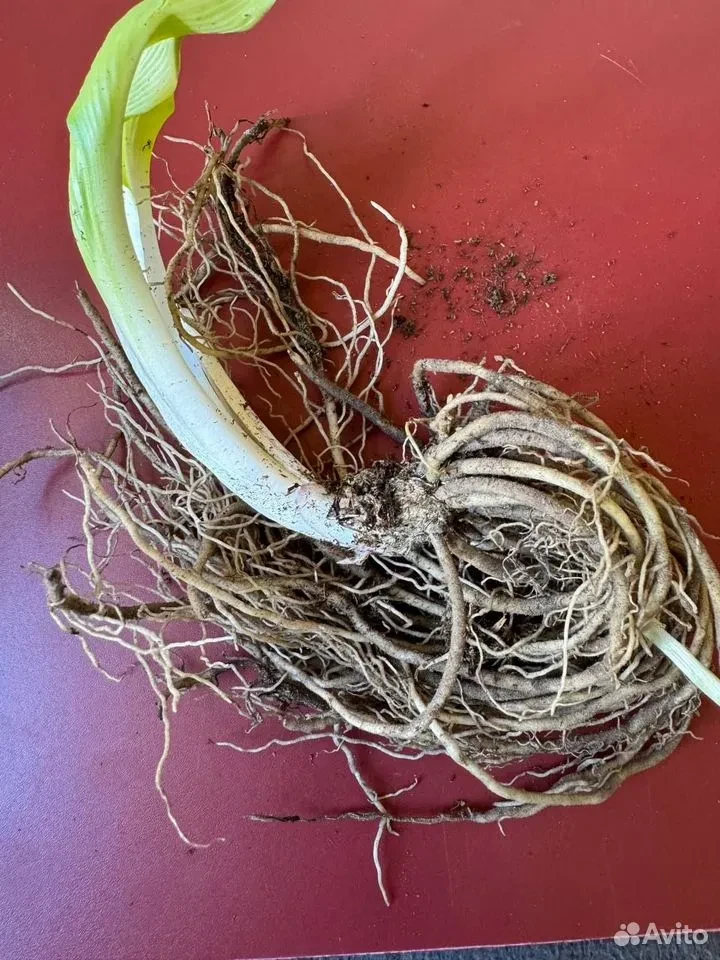 Хоста "ТРУ БЛЮ"