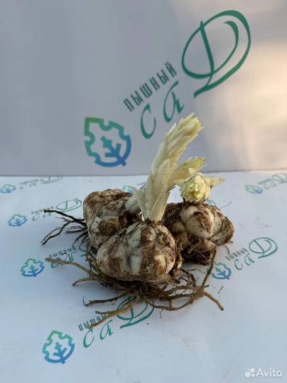 Лилия "СИБИРЬ" 3 штуки (размер 18/20)