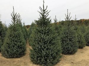 Ель Сербская "ОМОРИКА" 2-х летка (стакан С2)