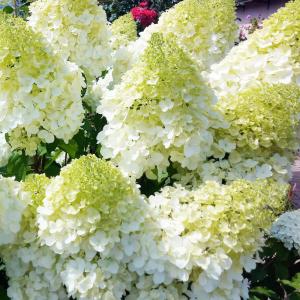 Гортензия метельчатая "ПОЛЯРНЫЙ МЕДВЕДЬ" (Polar beer)