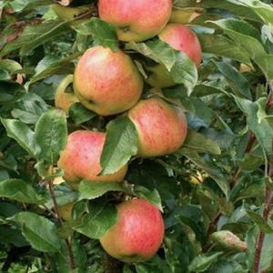 Яблоня колоновидная "ВАЛЮТА"