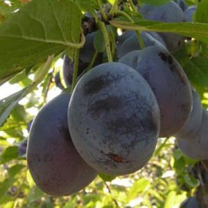 Слива "БЛЮ ФРИ"